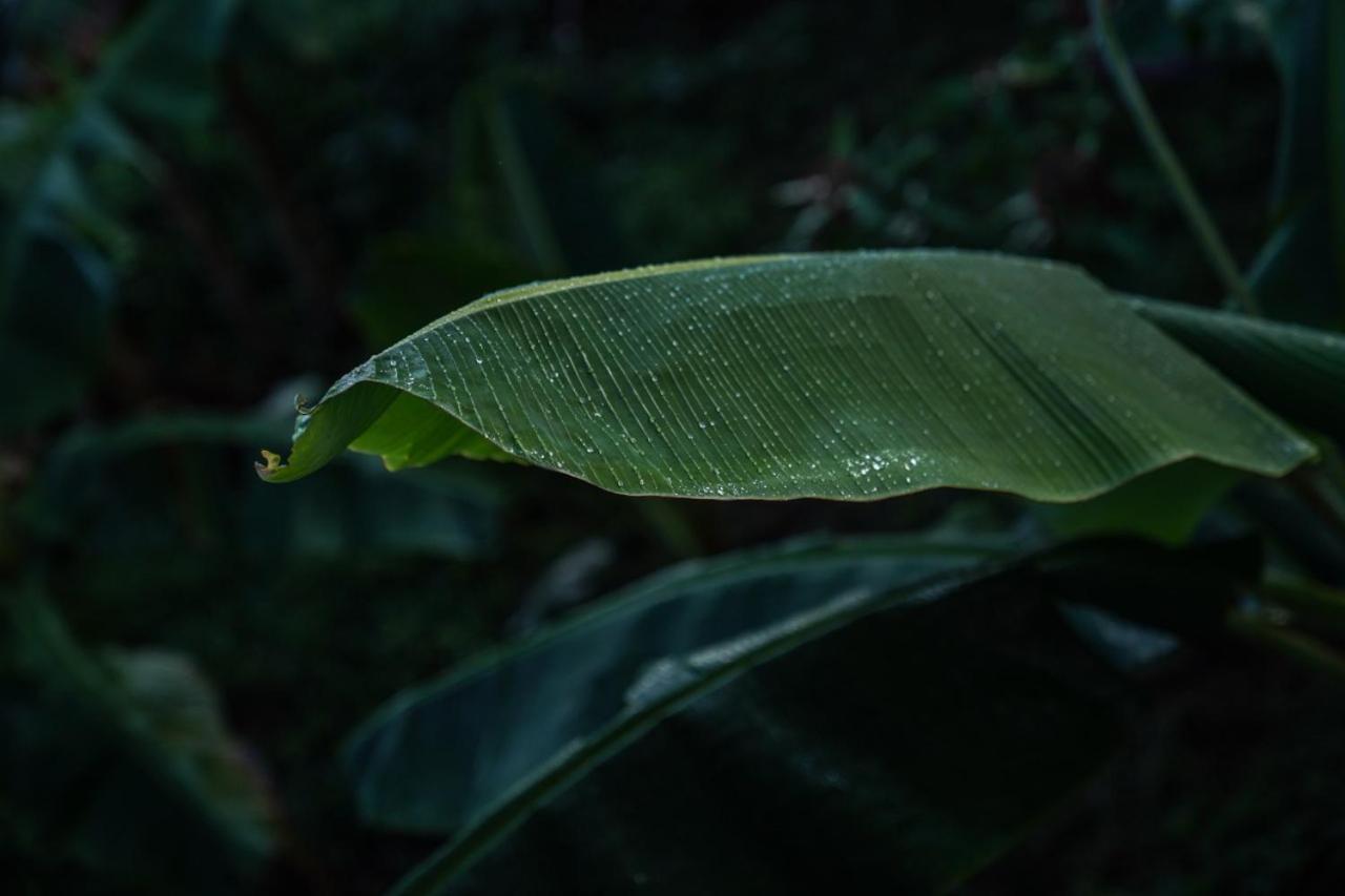 Samana Ecolodge El Limon Buitenkant foto